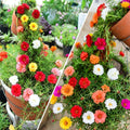 4 Moss Rose Plants Live in 4'' Pot, 4-8 Inches Tall, Random Moss Rose Portulaca Plants, Perennial Ground Cover, Vibrant Blooms for Garden Beds, Outdoor Planting