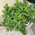 Set 4 Mojito Mint Plants, 4 to 7 Inch Tall Fresh Herb Starter Plant, Without Pot, Mint Live Plant for Patio and Garden, Culinary Herbs Fragrant Leaves
