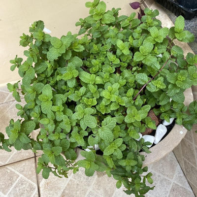Set 4 Mojito Mint Plants, 4 to 7 Inch Tall Fresh Herb Starter Plant, Without Pot, Mint Live Plant for Patio and Garden, Culinary Herbs Fragrant Leaves