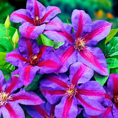 Purple Clematis Vine Plant Live for Planting, Fragrant Clematis Plant Live in 2.5 Inches Pot, Clematis Flowers Perennial