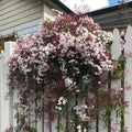 Fragrant Blooming Jasmine Plant Live Potted, Pink American Jasmine Flower Plant 5-12" for Garden and Patio Growing