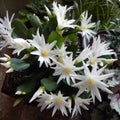 Easter Cactus Plant in 4'' Pot, Spring Blooming Succulent, Holiday Cactus, Indoor Flowering Houseplant (White Blooms)
