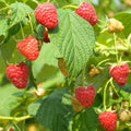 Raspberry Plant Live 6 to 12 Inch Tall, Sweet Raspberry Bush Live Plant Well Rooted Zone 3 to 8 (Red Raspberry)