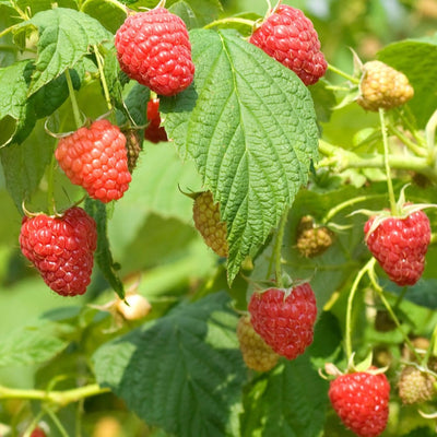 Raspberry Plant Live 6 to 12 Inch Tall, Sweet Raspberry Bush Live Plant Well Rooted Zone 3 to 8 (Red Raspberry)