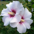 Rose of Sharon Plant, Hardy Althea Hibiscus Flowering Shrub in 4'' Pot, Outdoor Garden Starter Plant for Landscape or Hedge (White Pink)
