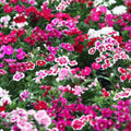1 Assorted Dianthus Live Plant in Pot, Dianthus Carnation Perennial Plant Live, Very Fragrant Mixed Random Colors