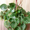 Peperomia Live Plant in 4 Inch Pot, Watermelon Peperomia Plant, Rare Peperomia Live Plants, Unique Variegated Foliage, 4-6 Inch Tall
