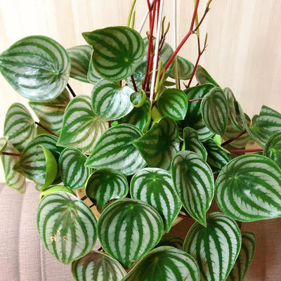 Peperomia Live Plant in 4 Inch Pot, Watermelon Peperomia Plant, Rare Peperomia Live Plants, Unique Variegated Foliage, 4-6 Inch Tall