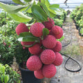 Lychee Fruit Tree, Lychee Tree Live Plant, 4 Inc Pot
