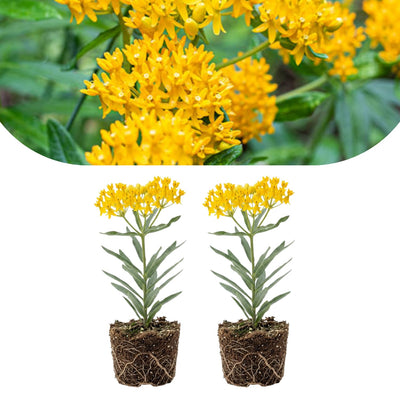 2 Milkweed Live Plants 4–7 Inches Tall, Milkweed Flowering Plants for Garden Beds, Borders or Landscape (Yellow Milkweed)
