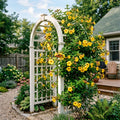 Set 2 Brown Bud Allamanda Plants Live, 4-6 Inc Tall, Tropical Flowering Shrub, Yellow Blooms, Allamanda Plant for Patio, Trellis or Outdoor Garden