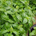 Sweet Basil Plant in 4 Inch Pot - 4-6 Inch Tall Herb Plants