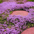 Pink Thyme Plant Live Flowers Live Plant 3 Inc Pot, Well Rooted