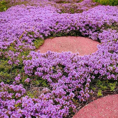 Pink Thyme Plant Live Flowers Live Plant 3 Inc Pot, Well Rooted
