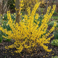 Forsythia Plant in 4 Inch Pot, 8-12 Inch Tall, Yellow Forsythia Shrub Plant Live, Forsythia Tree for Landscaping and Gardening, Well-Rooted