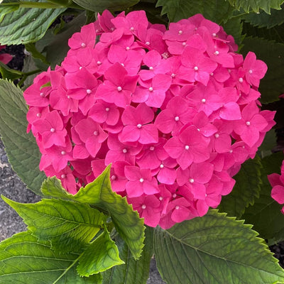 Winter Hardy Blue to Pink Purple Hydrangea Bush Tree Live Shrub Plant, 6-12" Blue to Smooth Pink to Purple Blooms, Established Roots, Dormant, No Leaf