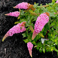 Potted Butterfly Bush Live Plant, 5-9" in Tall, Cold Hardy, Spring Outdoor PlantingBlooms Summer to Fall, Dormant in Winter (Deep Pink Buddleia Plant)