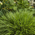 Live Japanese Forest Grass Plant, Hakonechloa Macra Plant, Live Ornamental Grass Plant, Hakonechloa Live Plant, Live Perennial Hakonechloa Grass for Outdoor Garden