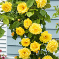 Yellow Rose Live Plant, Can Grow As Rose Bushes Shrubs or Climbing, Fragrant Ready to Plant, Starter Size, 5 to 10 Inc Tall, Dormant in Winter