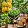 Basjoo Banana Live Plant, 4-7 Inch Tall, Banana Fruit Plant, Tropical Fruit Tree in Garden, No Pot