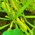 2 Live Yellow Squash Plants, Yellow Squash Zucchini Seedlings in Pot, 4-6 Inches Tall, Vegetable Plant for Growing Outside