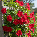 Set 2 Red Mandevilla Live Plant Vine, Mandevilla Plant, 4-6 Inches Tall, Climbing Shrubs for Trellis and Outdoor Garden
