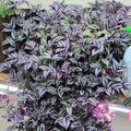 Wandering Jew Plant Live, Purple Tradescantia Zebrina in 2-Inch Pot, Colorful Trailing Indoor Houseplant, Tradescantia Vine