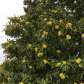Chestnut Plant Live 6-12 Inches Tall, Chestnut Bareroot Tree