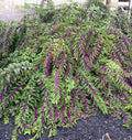 Purple Beautyberry Plant in 4 Inch Pot, Hardy Beauty Berry Shrub, Outdoor Berry Plant for Garden