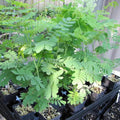 Moringa Tree Live Plant, Moringa Plant, Malunggay Trees Live Plants, 4-8 Inches Tall, Indoor Outdoor Growing