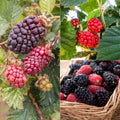 Set 2 Boysenberry Plants, Thornless Boysenberry Plants Live for Planting, 4-6 Inc Tall, Indoor Outdoor Growing