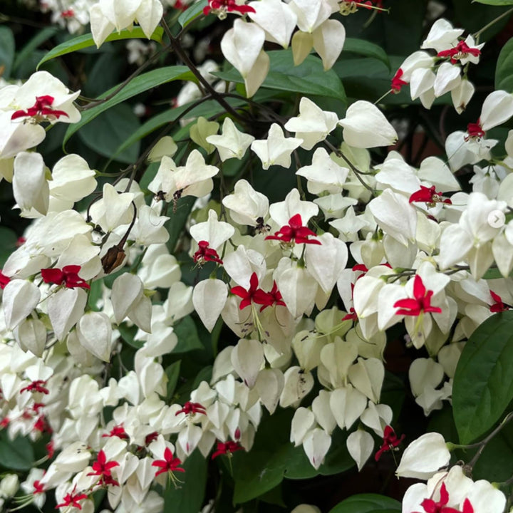 White Red Bleeding Heart Plant Live, Clerodendrum Perennial Shade Flower Plants, 4 Inches Pot for Outdoor Garden