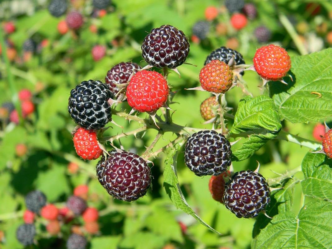 Black Raspberry Plant Live, Sweet Edible Berry Bush, 6-12 Inch Tall