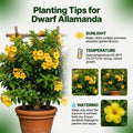 Set 2 Dwarf Allamanda Plants Live, 4-6 Inc Tall, Tropical Flowering Shrub, Yellow Blooms, Allamanda Plant for Patio, Trellis or Outdoor Garden