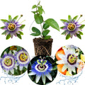 2 Abundant Bloom Blue Passion Flower Plants Live, Passiflora Live Plant for Trailing, Climbing Trellis Outdoor, 5-9" in Tall, Perennial, Fragrant