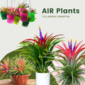 Air Plants Live Houseplants for Garden, 20 Tillandsia Air Plants Live, Purple Red Air Plant for Planting Gardening Outdoor, 2 to 3 Inc Long