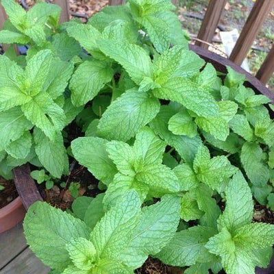 Peppermint Plant in 4 Inch Pot, Peppermint Herbs Plants for Garden, Indoors, Fragrant Herb Live Plant Potted