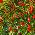 2 Pequin Hot Pepper Plants Live in 2.5 Inch Pot for Planting Outdoor, 2 Plants in 1 Pot