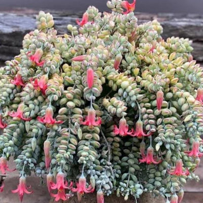 Cotyledon Pendens Succulent Live Plant for Planting, 4 Inch Pot, Trailing Succulent Cactus Plants Indoor Houseplant