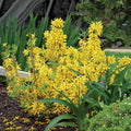 Yellow Forsythia Plants Live for Flowering in 4 Inch Container, Lynwood Gold Forsythia Bush Live Plant, Forsythia Shrub