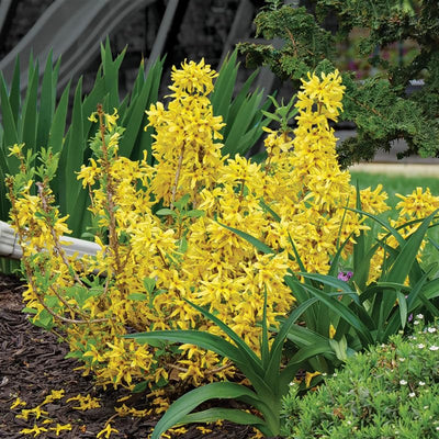 Yellow Forsythia Plants Live for Flowering in 4 Inch Container, Lynwood Gold Forsythia Bush Live Plant, Forsythia Shrub