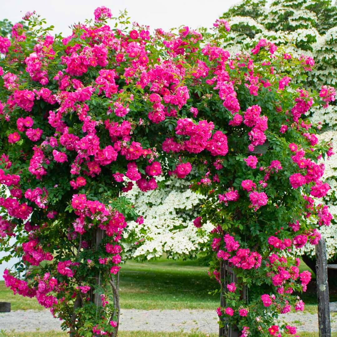 Pink Blossom Climbing Rose Live Plant, Can Grow As Rose Bushes Shrubs, Fragrant Ready to Plant, Starter Size, 5 to 10 Inc Tall, Dormant in Winter