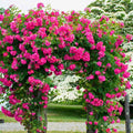 Pink Blossom Climbing Rose Live Plant, Can Grow As Rose Bushes Shrubs, Fragrant Ready to Plant, Starter Size, 5 to 10 Inc Tall, Dormant in Winter