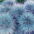 2 Pots 4 Plants Blue Fescue Grass Live Plants, Each Pot 2 Plants Grass Ornamental for Outdoor Planting