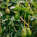 Avocado Tree Live Plant, Live Avocado Plant Seedling, 4 Inc Potted, Fruit Gardening Outdoor