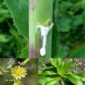 Wild Lettuce Live Plant, 6-8 Inch Tall Seedling in 4-Inch Pot, Wild Lettuce Plant for Home Gardens