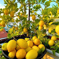 Starter Meyer Lemon Trees Live Plants in 4" Pot, 1 to 2 Inch Tall, Hardy Citrus Tropical Fruit, Yellow Lemon Lime Like