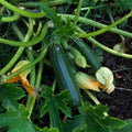 Green Summer Squash Live Plant in 4 Inch Pot, 4-6" Tall Zucchini
