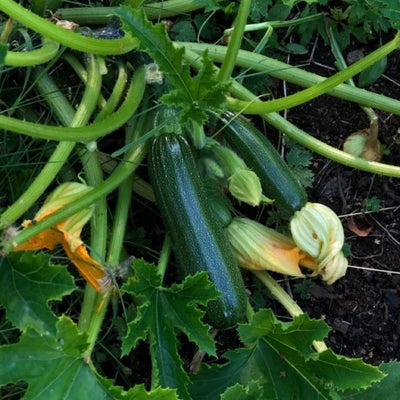 Green Summer Squash Live Plant in 4 Inch Pot, 4-6" Tall Zucchini