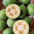 Pineapple Guava Live Plant, 4 to 6 Inches, Well Rooted Fragrant Guava for Garden